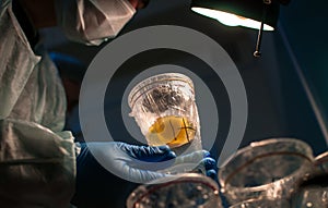 A scientist holds a chicken yolk in a transparent cup.