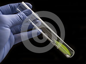 Scientist holds a test tube with a green leaf inside