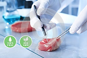 Scientist inspecting meat sample in laboratory. Food quality control