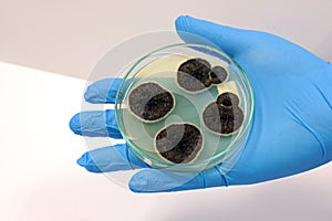 The scientist isolated Penicillium expansum grow with Malt Extract Agar media in Petri dish use for cultivate yeast, black molds.