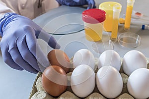 Scientist at laboratory investigates the crisis caused by the fraud of the contaminated eggs with fipronil