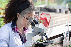 Scientist looking at microscope in greenhouse