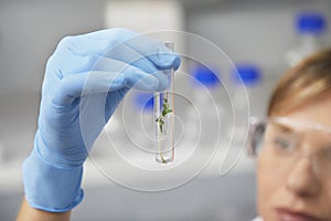 Scientist Looking At Plants In Test Tube