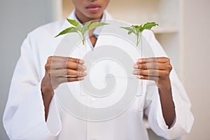 Scientist looking at sprouts in test tube