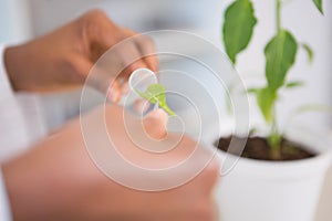 Scientist looking at sprouts in test tube