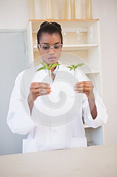 Scientist looking at sprouts in test tube
