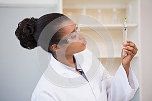 Scientist looking at sprouts in test tube
