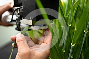 Scientist measuring the chlorophyll and nitrogen content in plant leaves