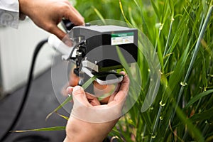 Scientist measuring the chlorophyll and nitrogen content in plant leaves