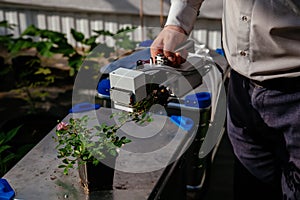 Scientist is measuring plant photosynthesis of young rose