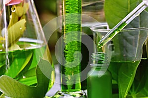 Scientist with natural drug research, Natural organic botany and scientific glassware, Alternative green herb medicine.