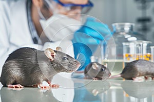 scientist observing behavioral experiment with lab rats