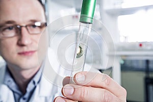 Scientist observing test tube at the laboratory