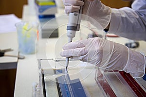 Scientist puts samples of of DNA fragments into agarose gel for electrophoresis using pipette