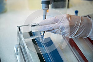 Scientist puts samples of of DNA fragments into agarose gel for electrophoresis using pipette