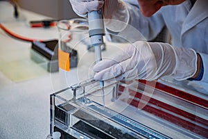 Scientist puts samples of of DNA fragments into agarose gel for electrophoresis using pipette