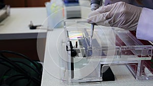 Scientist puts samples with DNA fragments into agarose gel for separation of DNA fragments for electrophoresis