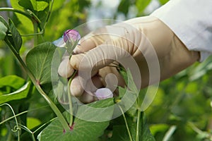 Scientist`s hand in white glove holds purple flower pea