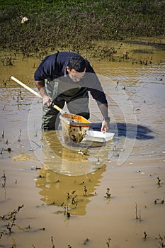 Scientist sampling for biota in a wetland