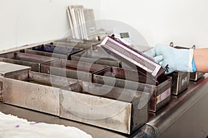 Scientist staining microscope slides for cytology studies in the laboratory