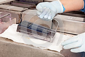 Scientist staining microscope slides for cytology studies in the laboratory