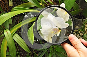Scientist studying orchid plant