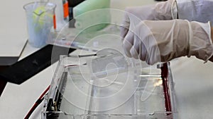 Scientist is taking agarose gel with samples for the separation of DNA fragments for electrophoresis