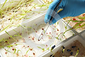 Scientist taking sprouted corn seed from container with tweezers. Laboratory analysis