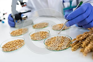 Scientist taking wheat with pincette at lab for research food