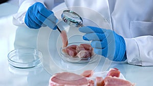 Scientist testing meat sample with magnifying glass, african swine fever virus