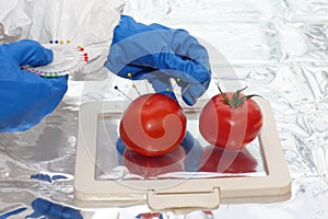 Scientist with tomatoes in lab - close up