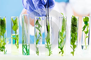 Scientist with tweezers keeps the plant in a test tube.