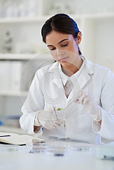 Scientist, woman and cut plant for research, innovation or botany in medical lab with scissors. Science professional