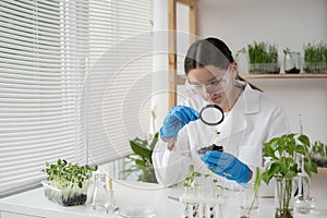 Scientist woman at laboratory is conducting experiments, tests with plants in petri dish. Biotechnologist is researching