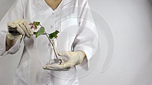 Scientist woman with pincette put buckwheat plant into flask