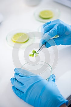Scientist during work at modern biological laboratory