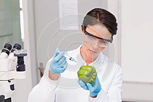 Scientist working attentively with green pepper