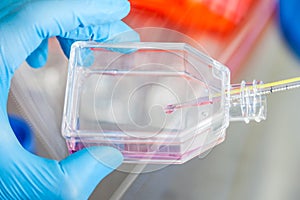 Scientist working with a cell culture flask