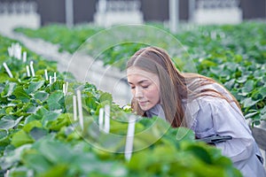 scientist working in indoor organic strawberry agriculture farm nursery plant species for medical research