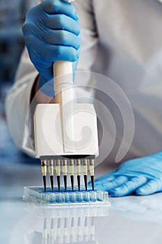 Scientist working with multichannel pipette and multi well plates
