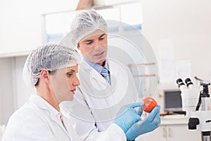 Scientists examining attentively tomato