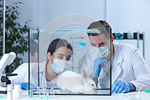 Scientists observing white rabbit in chemical laboratory. Animal testing