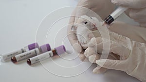 Scientists test lab rat, mouse with syringe. Scientist and lab rat Back ground. Coronavrius test tubes. Covid-19 vaccine.