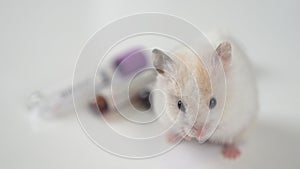 Scientists test lab rat, mouse with syringe. Scientist and lab rat Back ground. Coronavrius test tubes. Covid-19 vaccine.