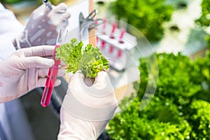 Scientists test the solution, Chemical inspection, Check freshness  at organic, hydroponic farm