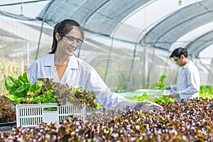 Scientists test the solution, Chemical inspection, Check freshness  at organic, hydroponic farm.