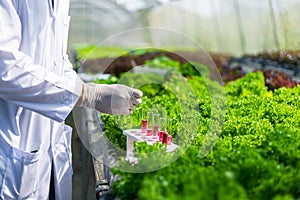 Scientists test the solution, Chemical inspection, Check freshness  at organic, hydroponic farm
