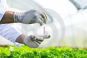 Scientists test the solution, Chemical inspection, Check freshness  at organic, hydroponic farm