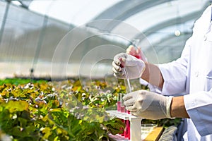 Scientists test the solution, Chemical inspection, Check freshness  at organic, hydroponic farm