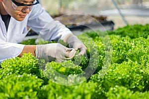 Scientists test the solution, Chemical inspection, Check freshness  at organic, hydroponic farm